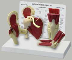 Muscle Joint Set Of 4 Hip Shoulder Knee And Elbow Pharmaceutical and Anatomical Model Gifts